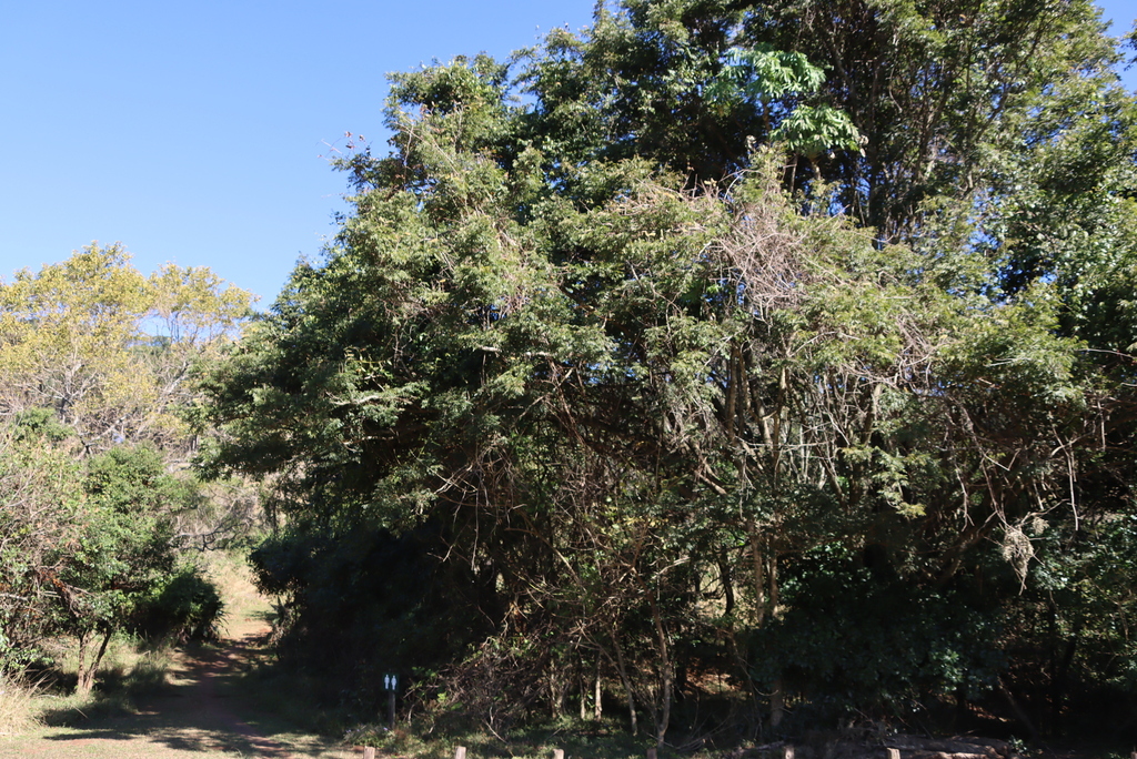 Millettia grandis; photograph (c) Tony Rebelo, some rights reserved (CC BY-SA)