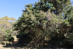 Millettia grandis
