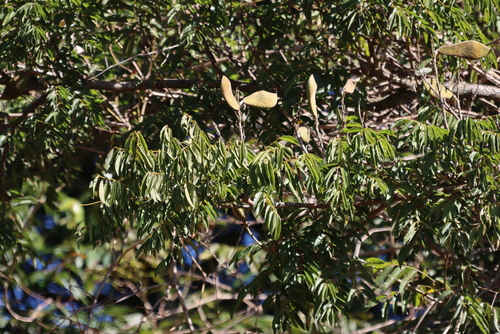 Millettia grandis, photograph 1