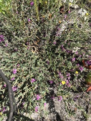 Indigofera alopecuroides