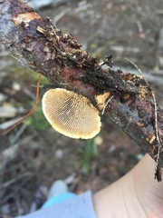 Gloeophyllaceae