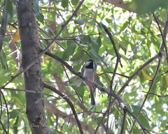 Poecile carolinensis