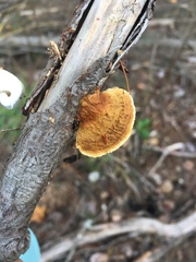 Gloeophyllaceae