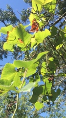 Vitis berlandieri