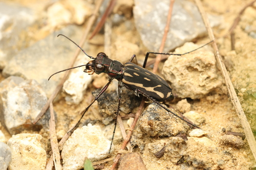 Lophyra striolata (Illiger, 1800)