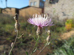 Centaurea diffusa