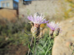 Centaurea diffusa