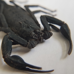 Centruroides caribbeanus