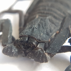 Centruroides caribbeanus