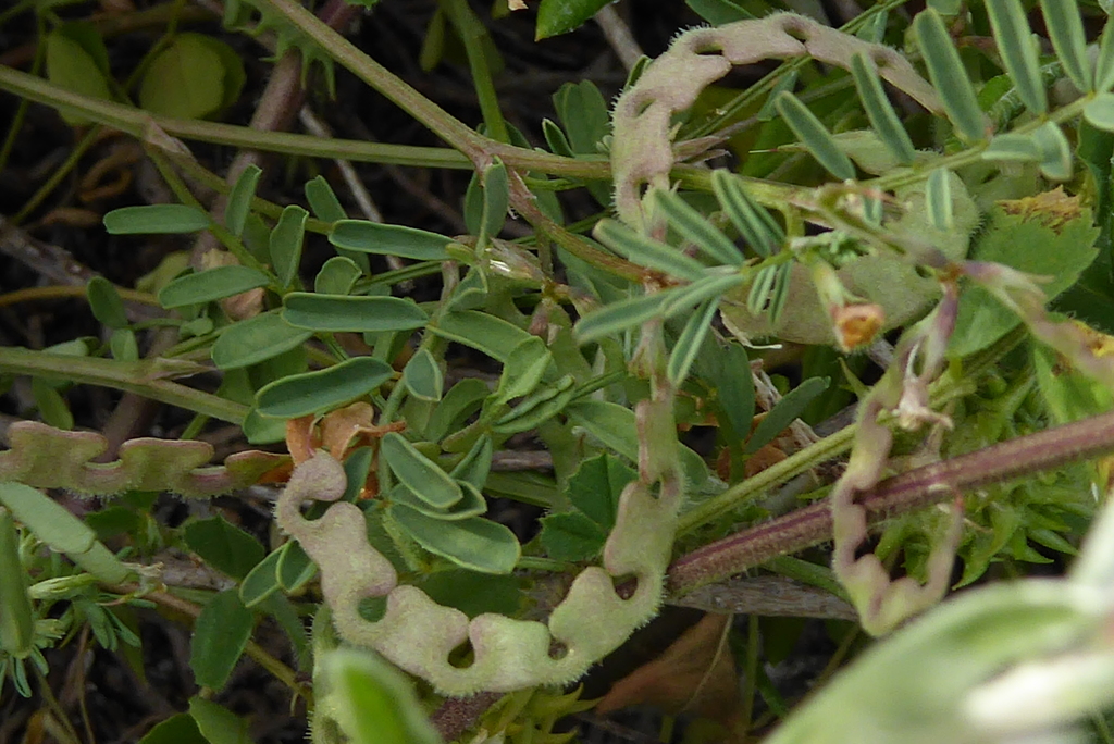 Hippocrepis cyclocarpa