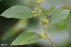 Ziziphus oenopolia