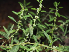 Amaranthus obcordatus