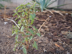 Amaranthus obcordatus