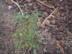 Amaranthus obcordatus