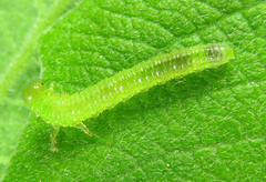 Euura squalida