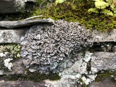 Dermatocarpon intestiniforme