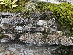 Dermatocarpon intestiniforme