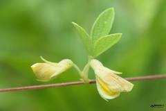 Cajanus scarabaeoides