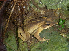 Incilius campbelli