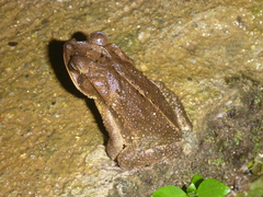 Incilius campbelli