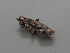 Sufetula