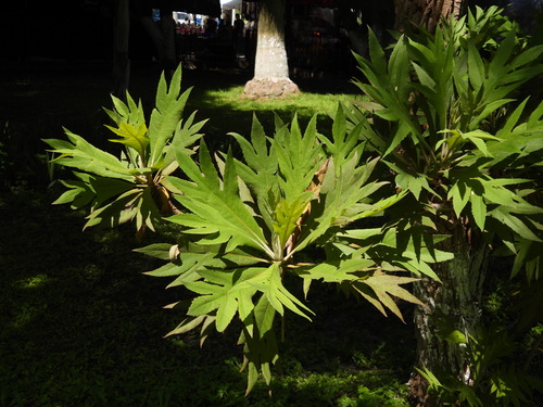 Bocconia arborea, photograph 6