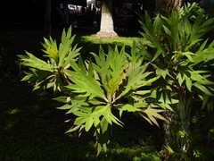 Bocconia arborea, photograph (c) Oscar Alejandro Morales Juárez, some rights reserved (CC BY-SA)