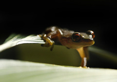 Duellmanohyla chamulae