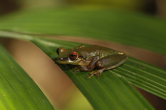 Duellmanohyla chamulae