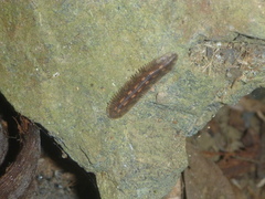 Lasiocampinae