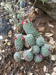 Mammillaria sheldonii