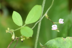 Teramnus labialis