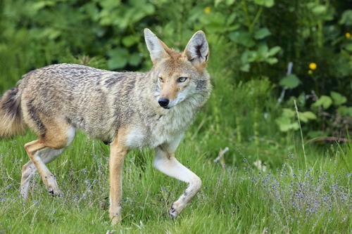 Coyote photographed in Washington
