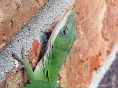 Anolis carolinensis
