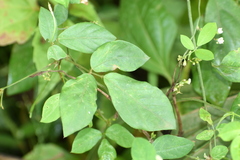 Teramnus labialis
