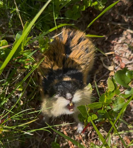 Norway Brown Lemming, Valle Municipality, Norway, photo 8 of 10