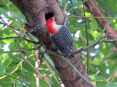 Melanerpes carolinus
