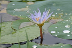 Nymphaea elegans