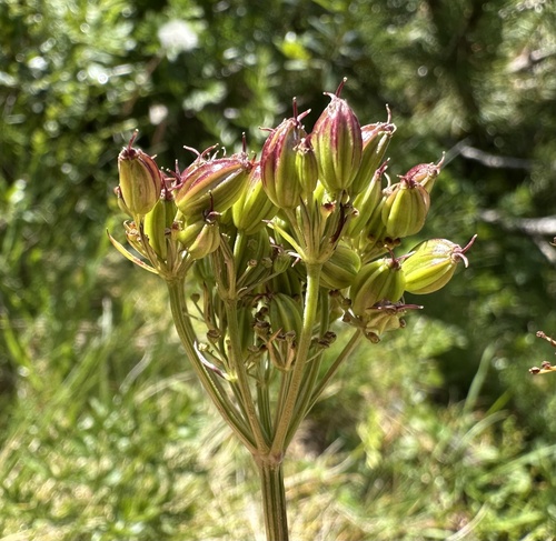 Alpine lovage (Mutellina purpurea)