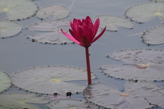 Nymphaea rubra