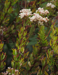 Eriogonum fasciculatum fasciculatum