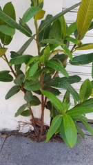 Ficus aurea
