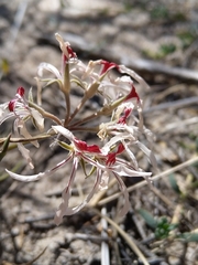 Pelargonium longifolium