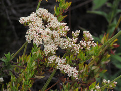 Eriogonum fasciculatum fasciculatum