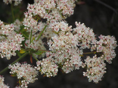 Eriogonum fasciculatum fasciculatum