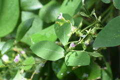 Teramnus labialis