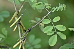 Indigofera glabra