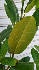 Ficus aurea