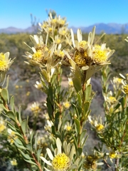 Leucadendron chamelaea