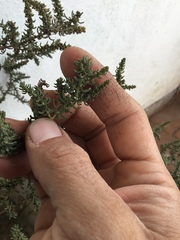 Suaeda suffrutescens